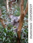 Small photo of Koala sitting in a tree at the Cleland Conservation Park near Adelaide in South Australia