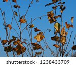 Small photo of Last few autumn beech leaves on thin straggly branches
