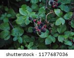 The Tasti Blackberries