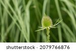 Small photo of solitaire Dipsacus fullonum in a field