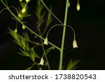 Small photo of Small flowers of asparagus officinalis close-up. The flowers are bell-shaped, greenish-white to yellowish. Asparagus, or garden asparagus, folk name sparrow grass. Place for text.