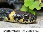 The Grass Snake  Natrix Natrix ....