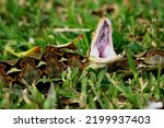 Raticulatus Python Snake On The ...