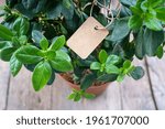 Handmade paper price tag or blank tag for your label lying on the azalea leaves.