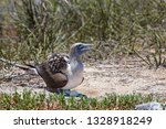 Blue Footed Booby On North...