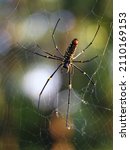 Small photo of Soft focus of Nephila philipes (nothern golden orb weaver or giant golden orb weaver), a species of golden orb-web spider which sun bathing on its web in the morning
