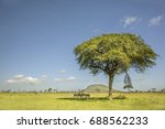 Zebras Under A Tree  Serengeti  ...