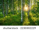 Small photo of The last rays of the sun filter through the birch forest. A beautiful summer image of a typical Finnish rural landscape.