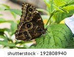 Common Buckeye Butterfly ...