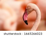 Flamingo Head And Neck Detail...