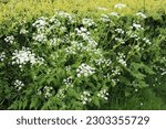Small photo of Close up image of sweet cicely