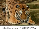 Malayan Tiger  Panthera Tigris  ...