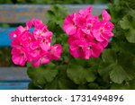 Large Bright Pink Flowers Of...
