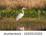 White Egret On The Edge Of The...
