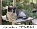 Tomcat lying on a chair