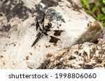 Juvenile Male Common Whitetail...