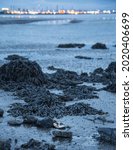 Small photo of A view of Grangemouth Oil Refinery with tide out taken from Kinneil Nature Reserve at night. An oyster shell and seaweed in the foreground supply a subliminal link to how fossil fuels are formed.