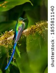 Small photo of Violet-tailed Sylph, Aglaiocercus coelestis, beautiful long tailed hummingbird perched on a mossy branch, Mindo, Ecuador