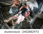 Small photo of Cow giving birth to calf. The vet (Veterinarian) gives birth to the cow. Heifer birth, cattle cow animal farm, animal industry newborn calf.
