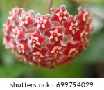 Hoya Red Garland Bloom In The...
