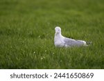 Small photo of A portrait of the side of a white gull, mew or seagull seabird sitting in the green grass of a meadow on the countryside. The feathered animal is looking around searching for food.