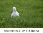 Small photo of A portrait of a white gull, mew or seagull seabird sitting in the green grass of a meadow on the countryside. The feathered animal is looking around searching for food.