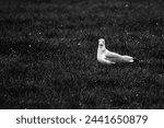 Small photo of A black and white side portrait of a white mew, seagull or gull seabird sitting in the green grass of a meadow on the countryside. The feathered animal is looking around searching for food.