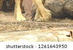 Close up of lion's legs in...