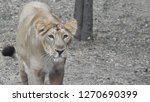 Closeup of lions posing in...