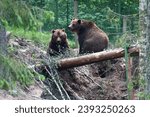 Small photo of Latvia, Ligatne trails, 22 June 2020, outdoor zoo. Two brown bears in a moment of repose within the naturalistic enclosure of a Latvian outdoor zoo, surrounded by verdant foliage and fallen timber.