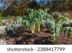 Small photo of Cardoon - Prickly Artichoke - growing in the November sunshine