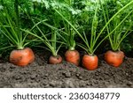 Ripe carrots growing in soil in garden. Harvest fresh carrots.