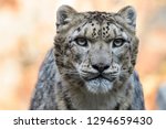 Closeup Of A Male Snow Leopard...