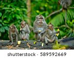 Adult monkeys sits and eating banana fruit in the forest. Monkey forest, Ubud, Bali, Indonesia.