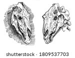 Illustration Of 2 Horse Skull....