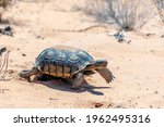Desert Tortoise  Gopherus...