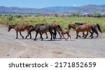 Small photo of Wild Mustang Horse family with a new born Foal or Colt in the Nevada desert near Reno.