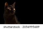 Small photo of Portrait of a black cat on a black background with copy space. A superstitious evil animal. Halloween is a creepy horror holiday.