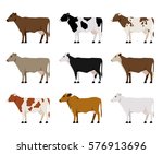 Nine Milk Cows Different Breeds ...
