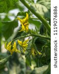 Small photo of Delicate OrganicTomato Flowers Growing Slowly but Surely Under Summer Sunlight