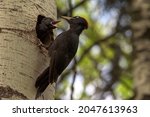 Woodpecker With Young In The...