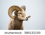 Close Up Of Head And Horns Of A ...