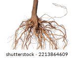 Small photo of Root . Tree root. Tree stump. Roots of tree isolated on white background.