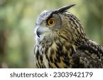 An Eurasian Eagle Owl staring at something out of shot in a woodland setting.