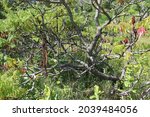 photographed image of old tree... | Shutterstock . vector #2039484056