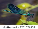 River Bright Blue Dragonfly...