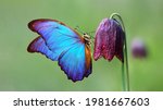 Bright Blue Morpho Butterfly On ...