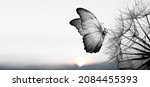Small photo of Natural black and white background. Morpho butterfly and dandelion. Seeds of a dandelion flower in droplets of dew on a background of sunrise. Soft focus. Copy spaces.