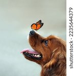 Spaniel dog portrait. a...