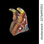 Small photo of Attacus atlas. Atlas moth. Colorful tropical Atlas butterfly isolated on black. Large flying moth
